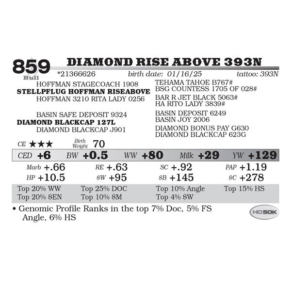 Diamond Rise Above 393N