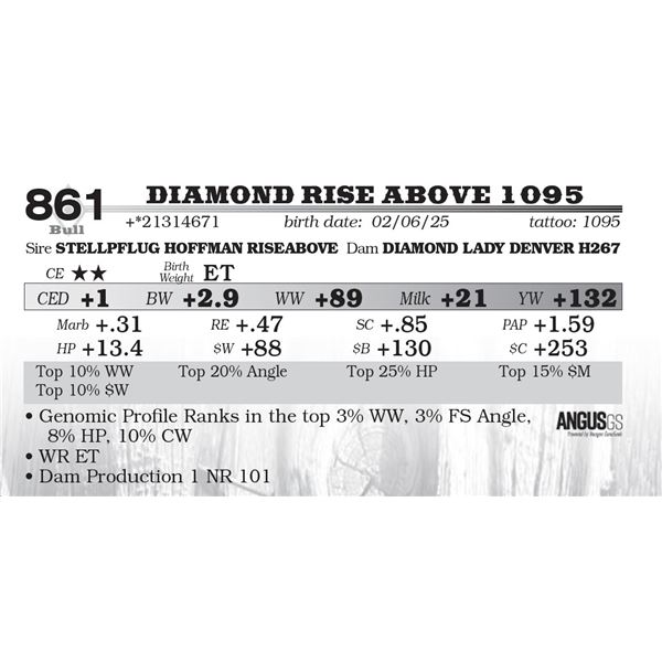 Diamond Rise Above 1095