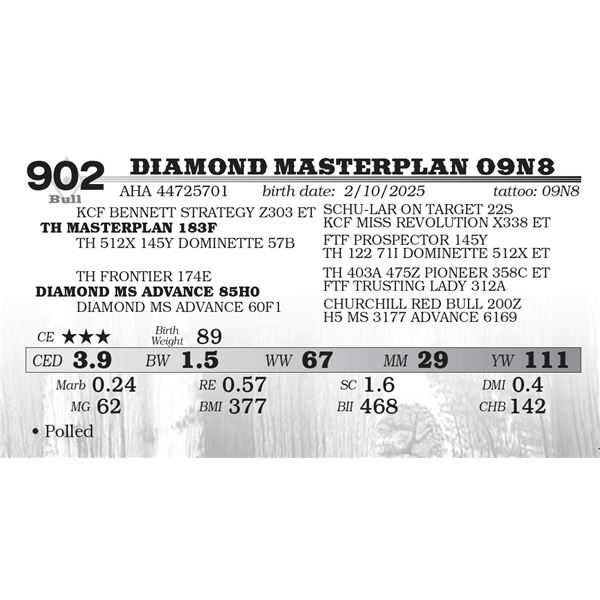 DIAMOND MASTERPLAN 09N8