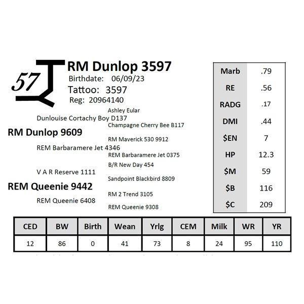 RM Dunlop 3597