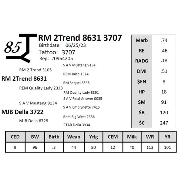 RM 2Trend 8631 3707