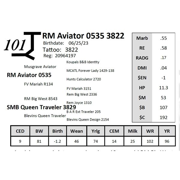 RM Aviator 0535 3822