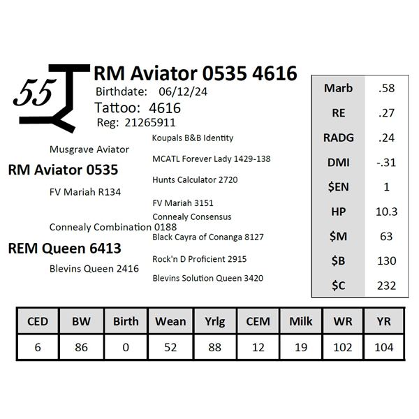 RM Aviator 0535 4616