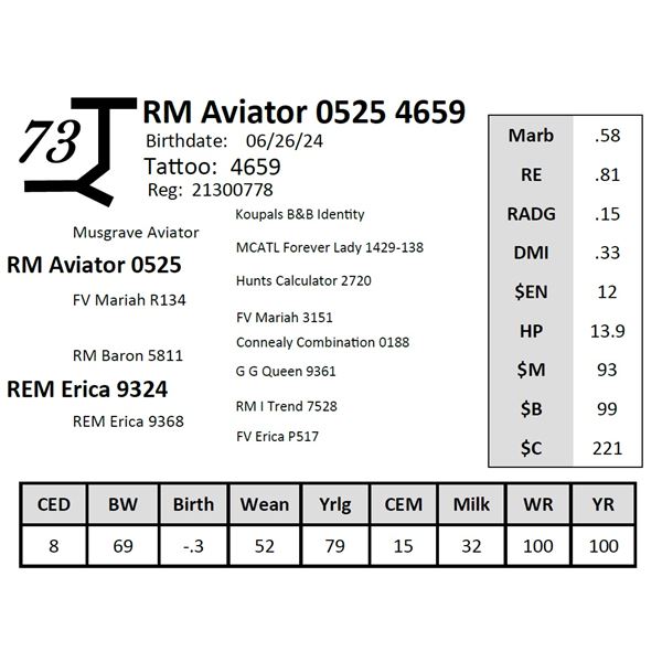 RM Aviator 0525 4659