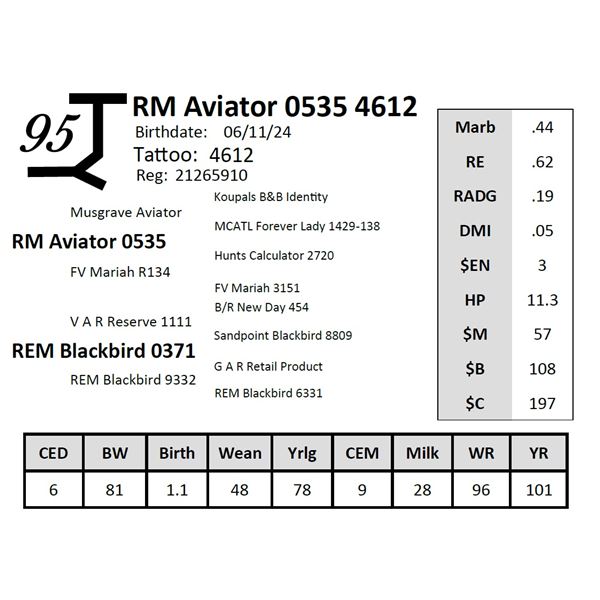 RM Aviator 0535 4612