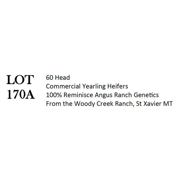 60HD Comm Yrlg Hfrs