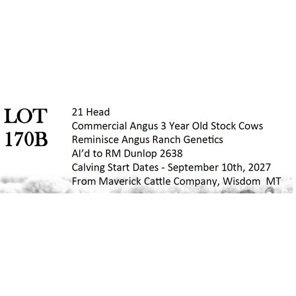 21 HD Comm Angus 3YO Cows