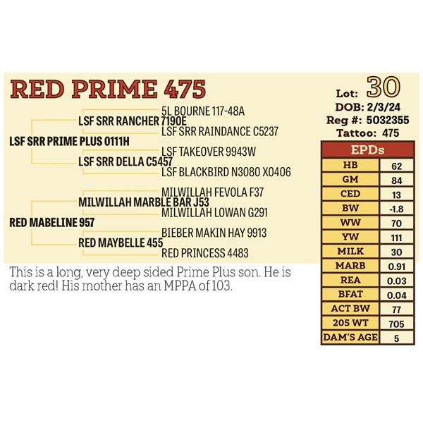 RED PRIME 475