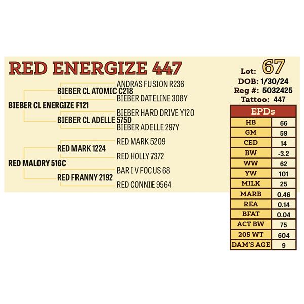 RED ENERGIZE 447