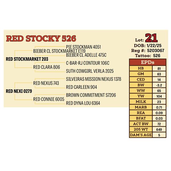 RED STOCKY 526