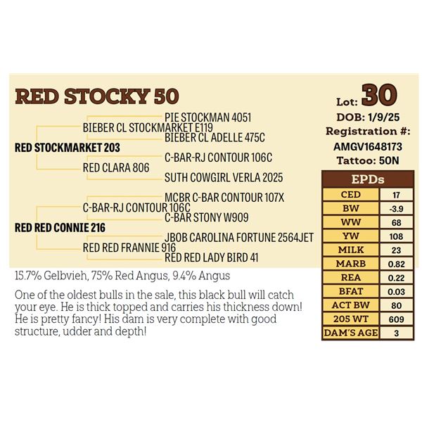 RED STOCKY 50