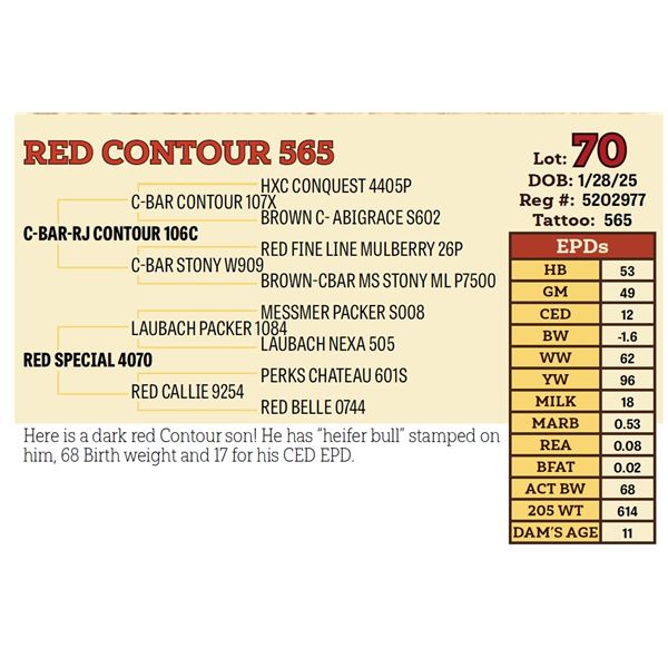 RED CONTOUR 565