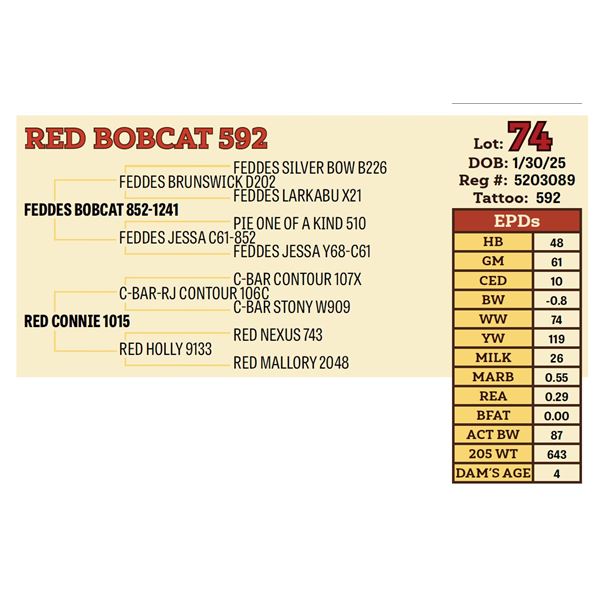 RED BOBCAT 592