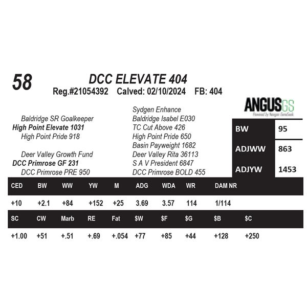 DCC ELEVATE 404