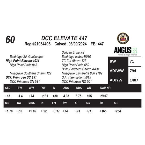 DCC ELEVATE 447