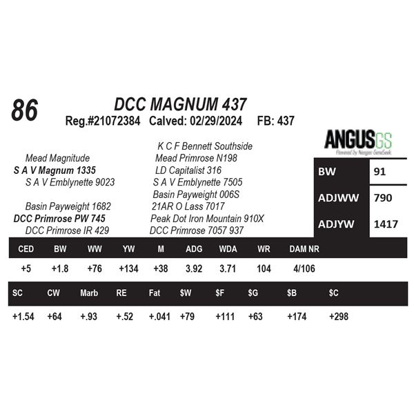 DCC MAGNUM 437