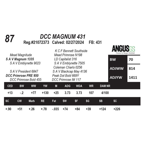 DCC MAGNUM 431