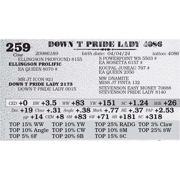 DOWN T PRIDE LADY 4086