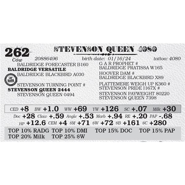 STEVENSON QUEEN 4080