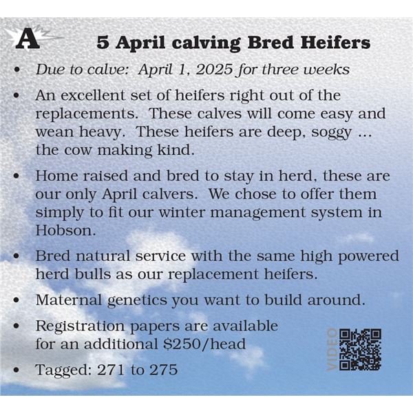 5 April calving Bred Heifers