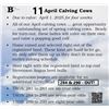 Image 1 : 11 April Calving Cows