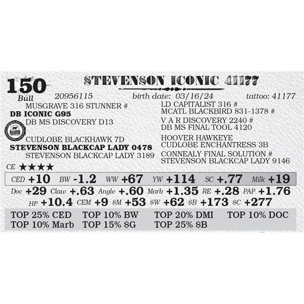 STEVENSON ICONIC 41177