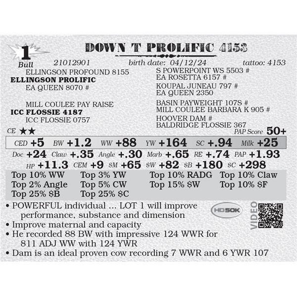 DOWN T PROLIFIC 4153