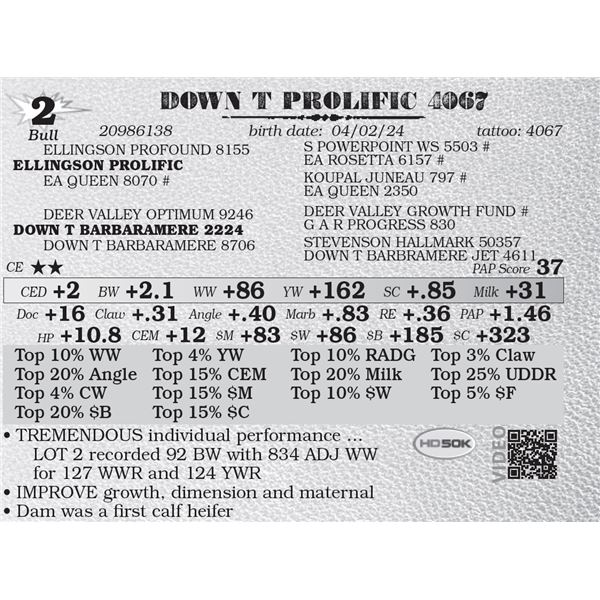 DOWN T PROLIFIC 4067