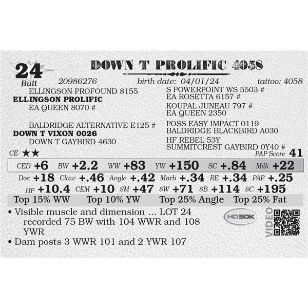 DOWN T PROLIFIC 4058