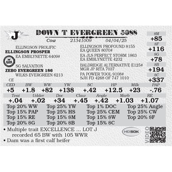 DOWN T EVERGREEN 5088