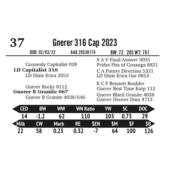 Gnerer 316 Cap 2023