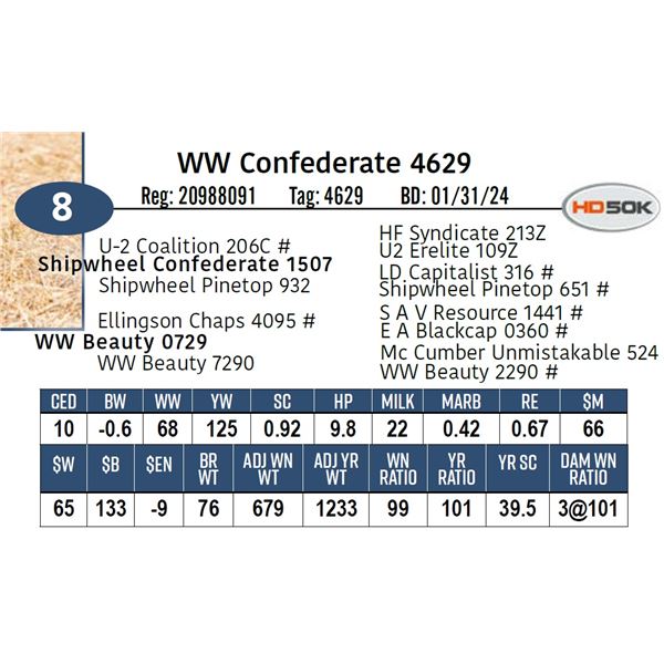 WW Confederate 4629