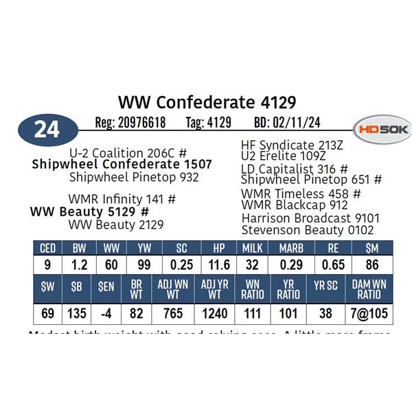 WW Confederate 4129
