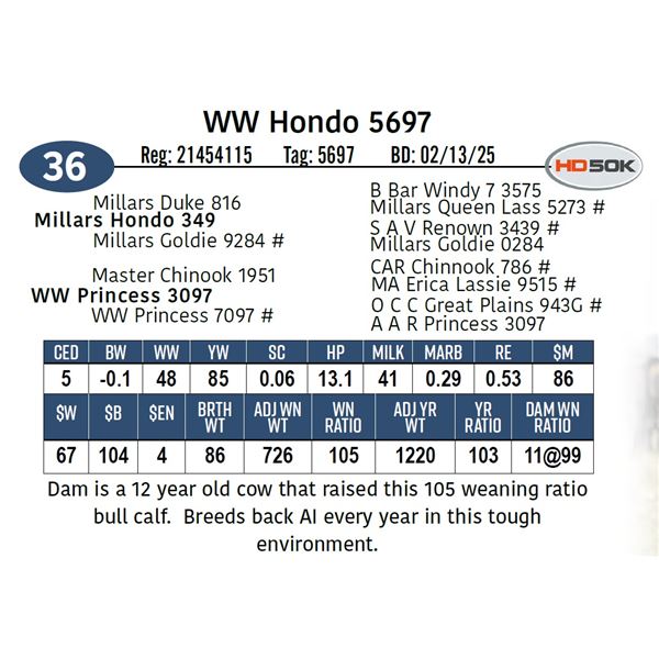WW Hondo 5697