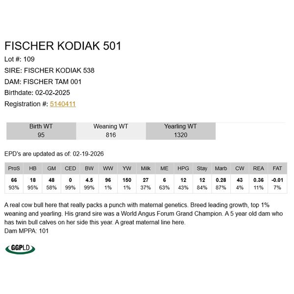 Fischer Kodiak 501