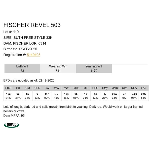 Fischer Revel 503