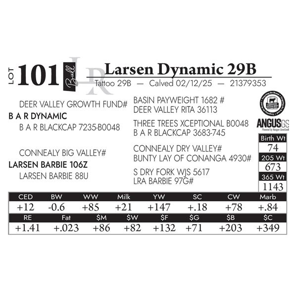 Larsen Dynamic 29B