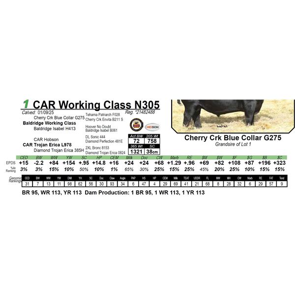 CAR Working Class N305