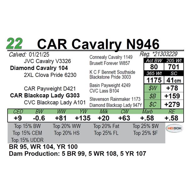 CAR Cavalry N946