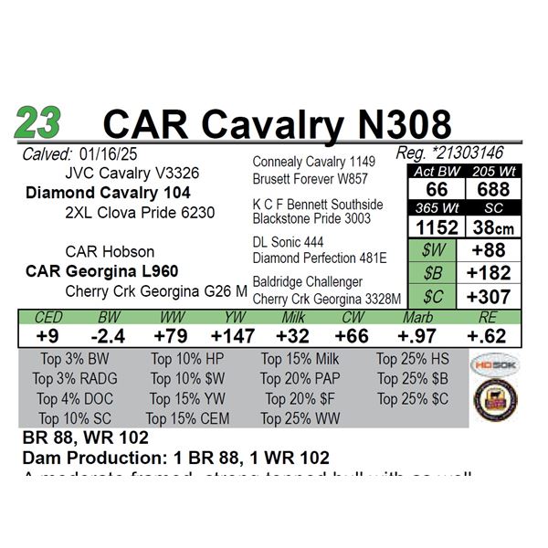 CAR Cavalry N308