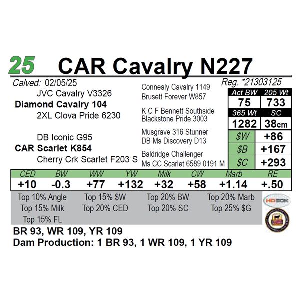CAR Cavalry N227
