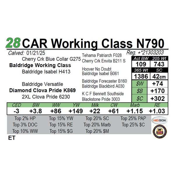 CAR Working Class N790