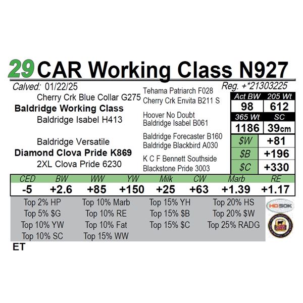 CAR Working Class N927