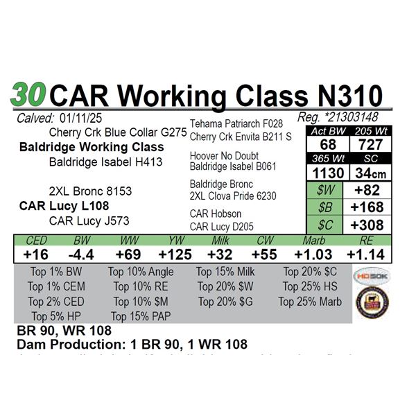 CAR Working Class N310