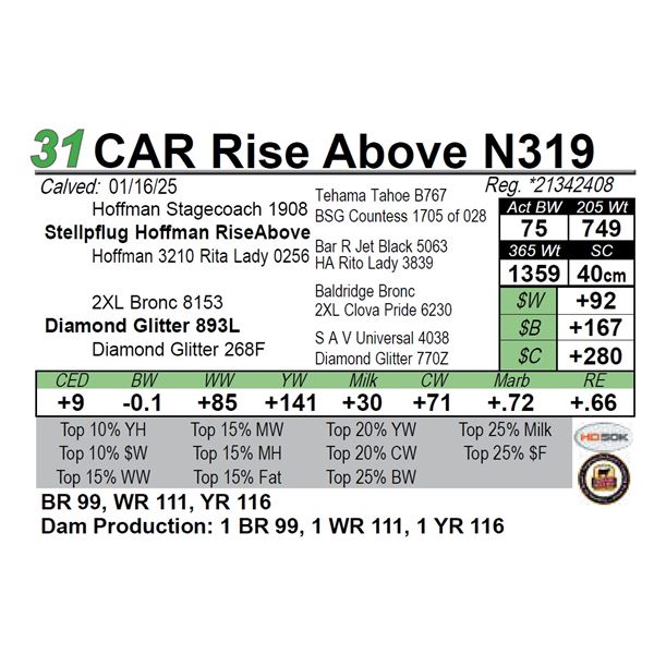 CAR Rise Above N319
