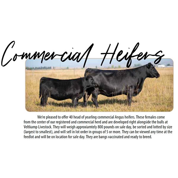 44HD Commercial Heifers