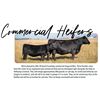 Image 1 : 44HD Commercial Heifers