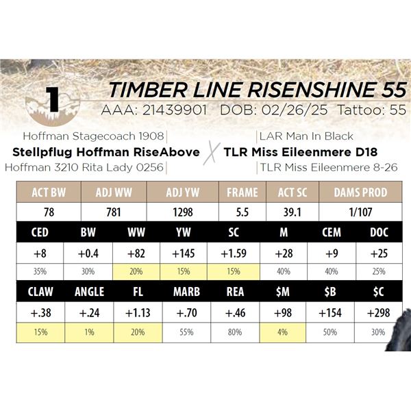 TIMBER LINE RISENSHINE 55