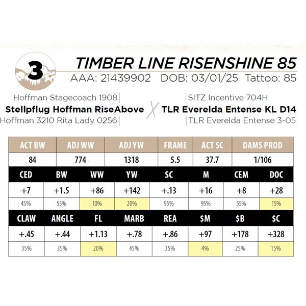 TIMBER LINE RISENSHINE 85