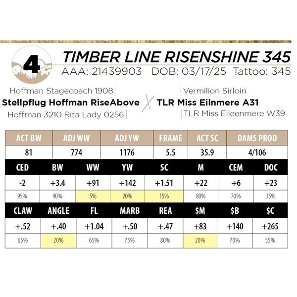 TIMBER LINE RISENSHINE 345